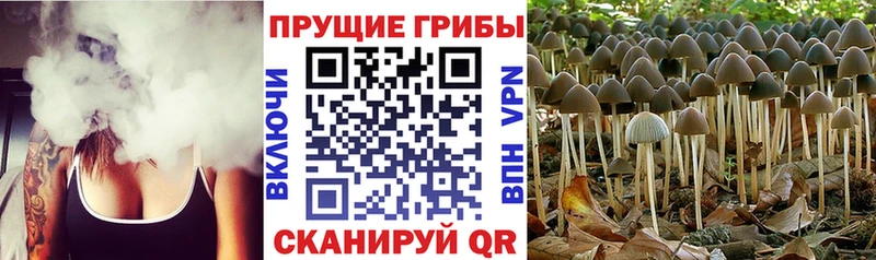 Псилоцибиновые грибы мицелий  наркошоп  Дигора 